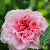trandafir-comestibil-160x160